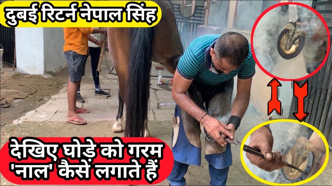 See how a horse gets a hot cord 7742156889 Nepal Singh