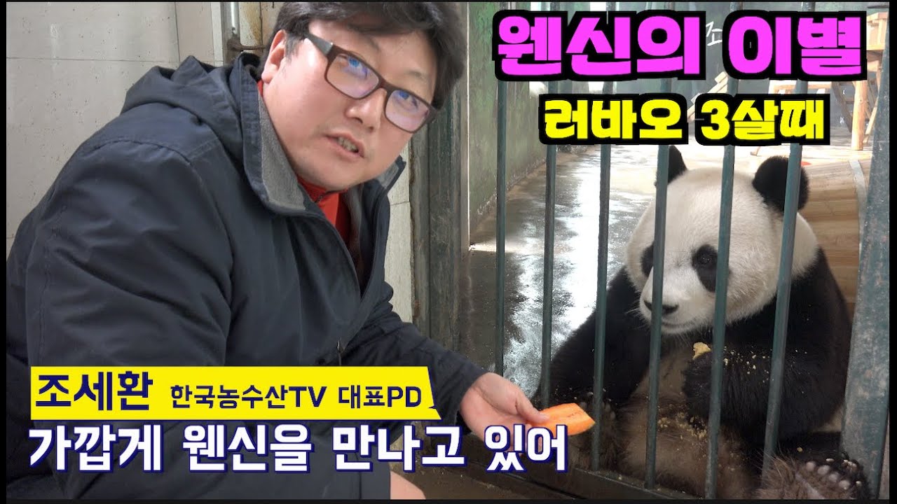 [PandaTV] #푸바오 아부지 러바오가 2015년 12월 린이동물원 떠나기 전날 있던 일