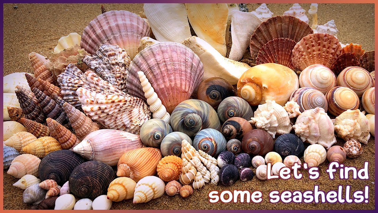 Finding Seashells in the Mangroves | Wentletraps & Land Snails #shelling