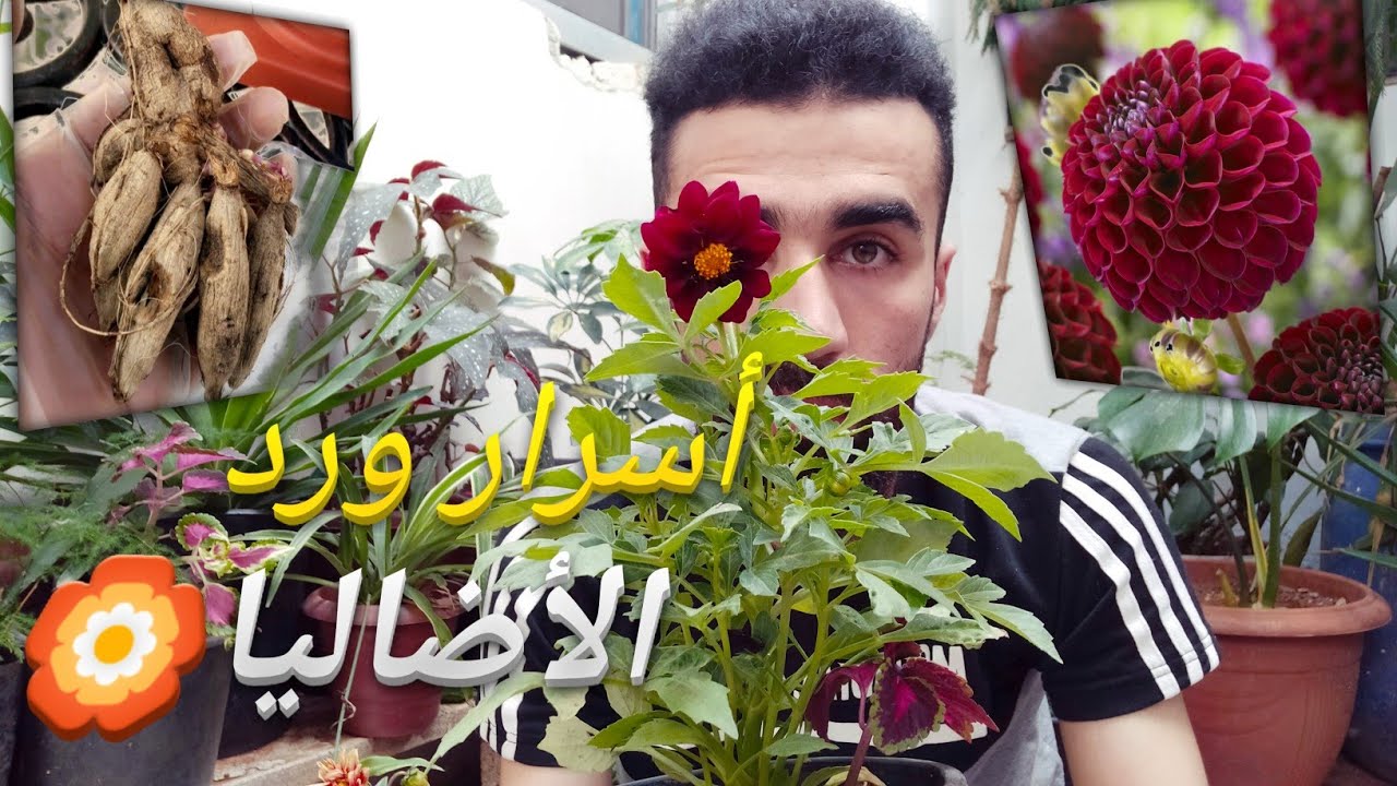 زراعة نبات الأضاليا في المنزل