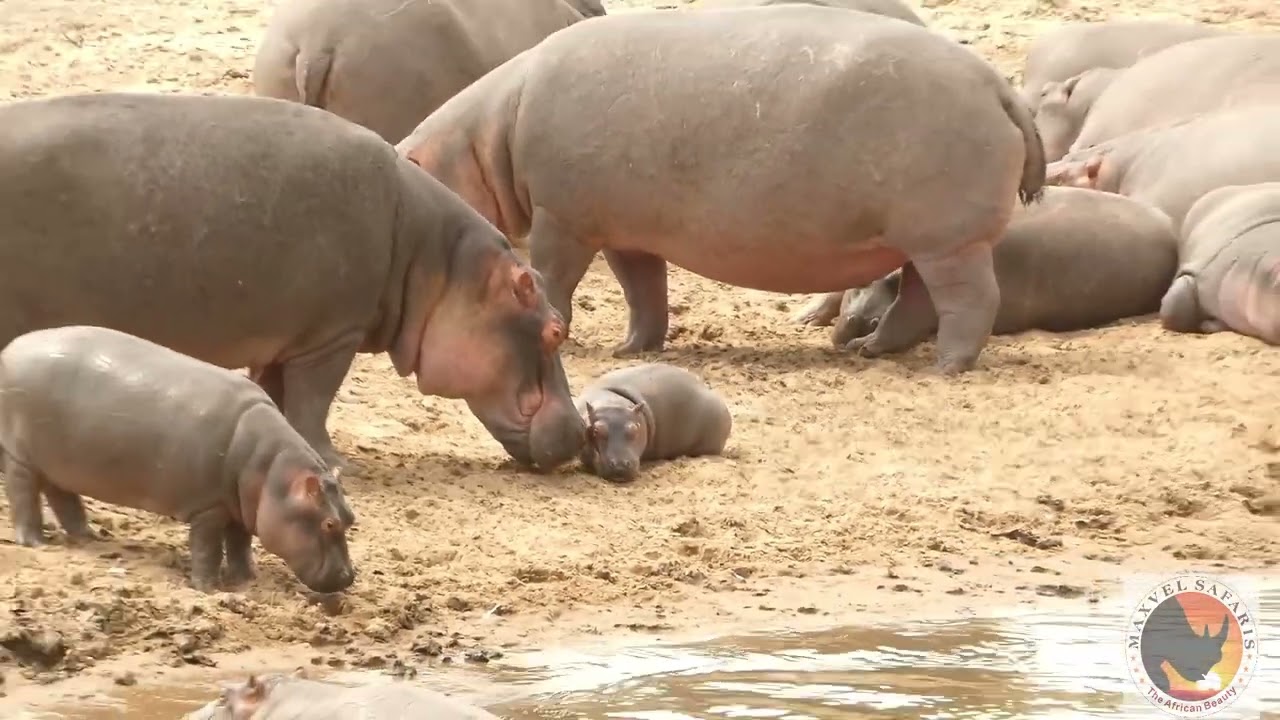 MEET THE WILD SQUAD