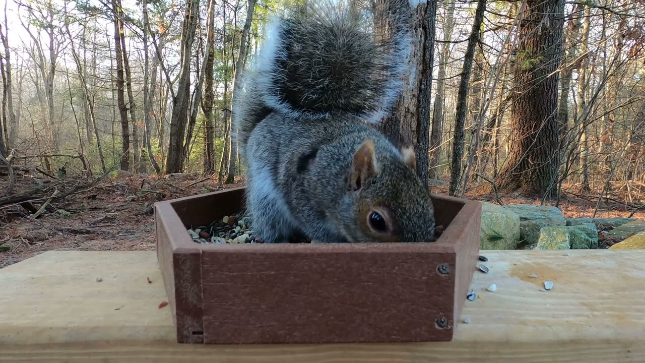 Squirrels and Blue Jays
