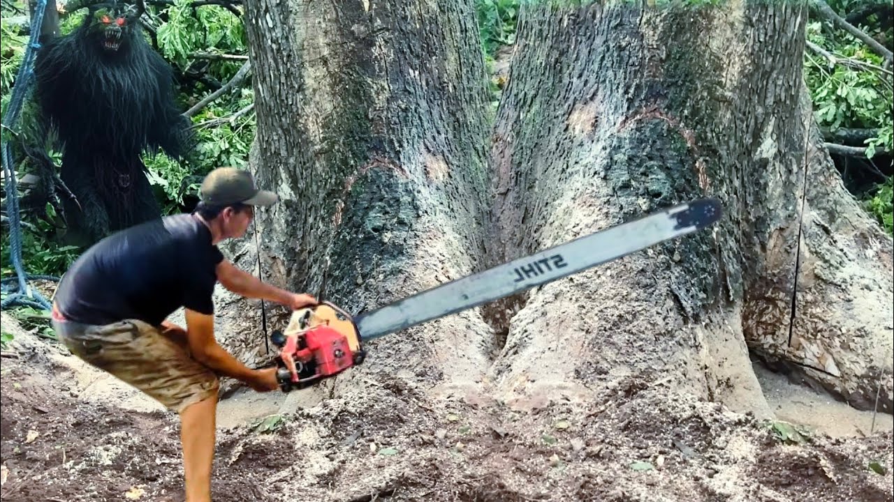 Penemuan mengejutkan saat tebang kayu raksasa di tempat yang sangat angker