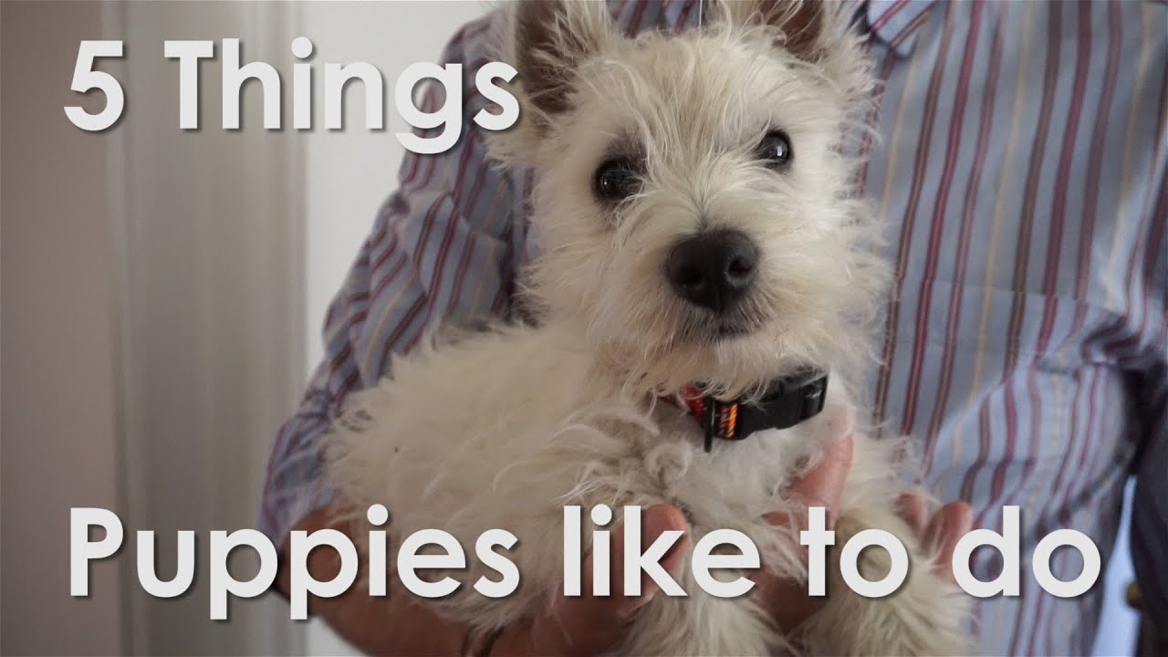 5 THINGS PUPPIES LIKE TO DO! - Hattie the Westie