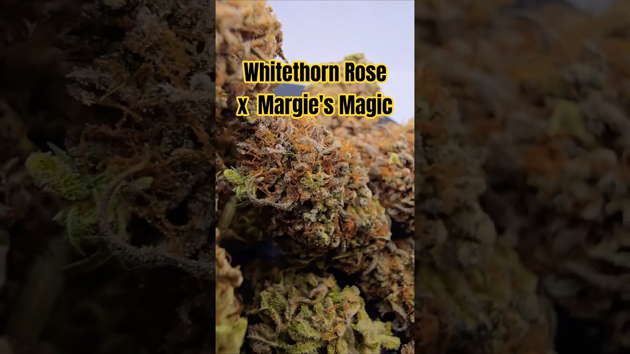 Whitethorn Rose x Margie's Magic - The Final Cut #shorts
