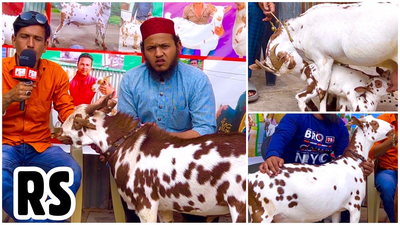RS Barbari Goat Farm Aurangabad