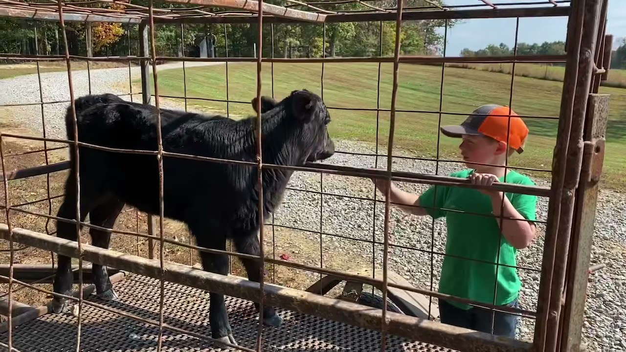 Baby Bottle Calf 🐄
