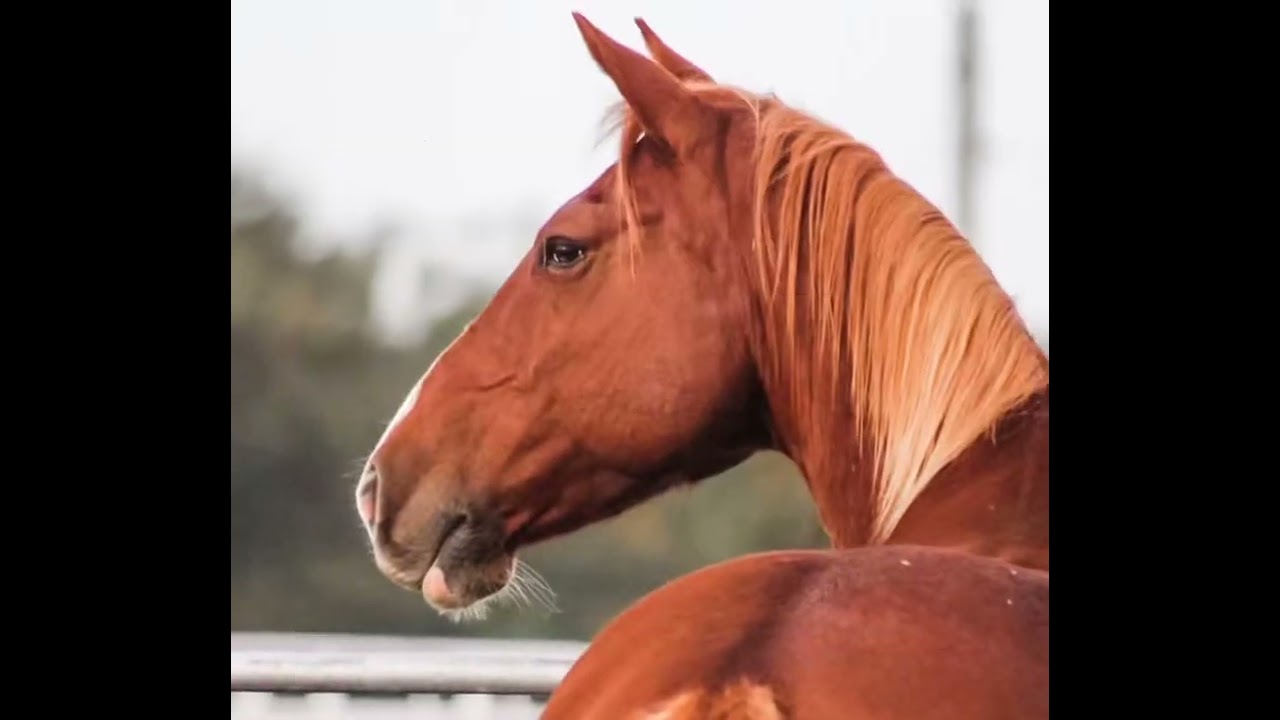 Equestrian Team Promotional Video
