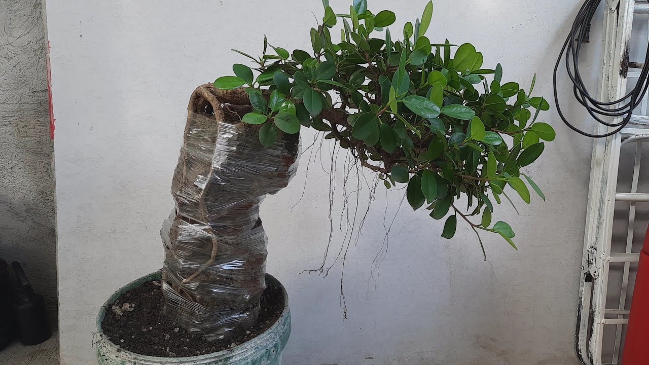 ROOTS OVER ROCK STYLE BONSAI || STONE CARVING || Ficus microcarpa/nana