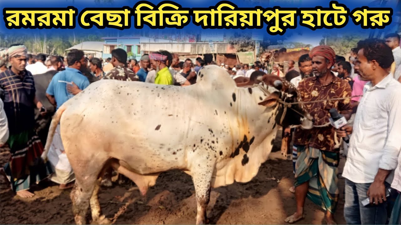 ১৭/৩/২৬| দারিয়াপুর হাটে আমদানি বেশি ব্যাপারীরা বলতেছে গরুর দাম নেই দেখেন!