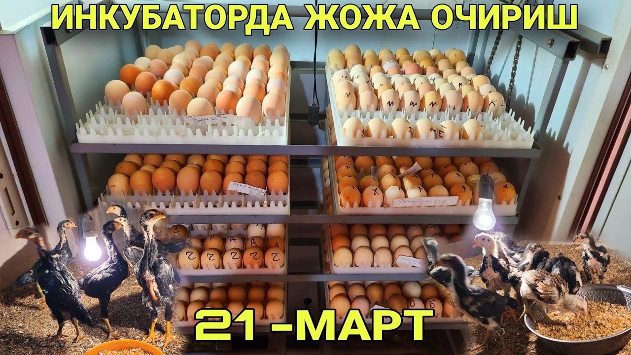 KATTA ИНКУБАТОРДА 1000 TA ЖУЖА ОЧИРИШ ☎️99 633 36 69 INKUBATOR SEZON BOSHLANDI JO'JA OCHIRISH