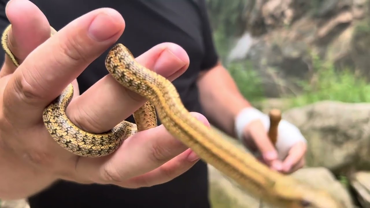 Dione’s rat snake (Elaphe dione), Beijing