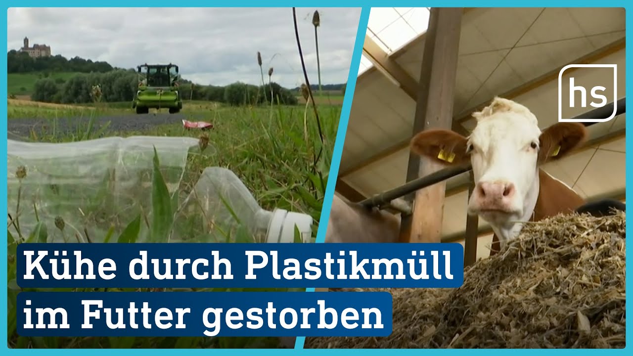 Weggeworfenes Plastik landet in Kuhfutter | hessenschau