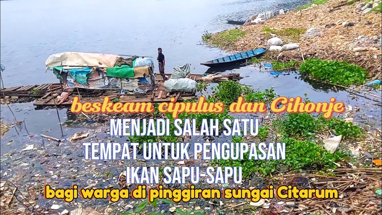 Cipulus dan Cihonje l Menjadi Salah Satu Kegiatan Pengupasan kulit ikan sapu-sapu 