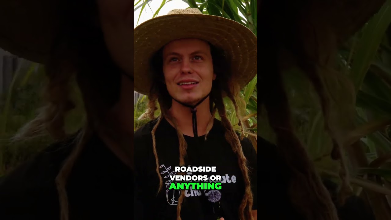 Food Forest Secrets: Growing Moringa & Abundant Sugarcane 