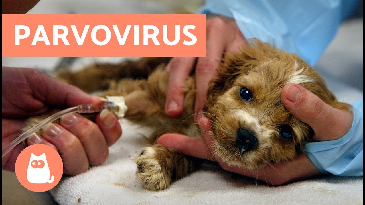 PARVOVIRUS EN PERROS - S&iacute;ntomas y tratamiento