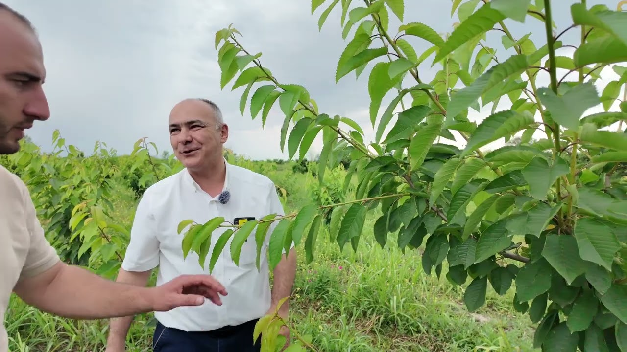VSL-2 üzərində iki ilik Gilas Bağı