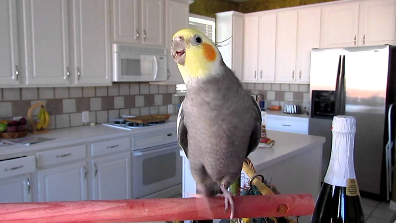 Cockatiel Whistling 2