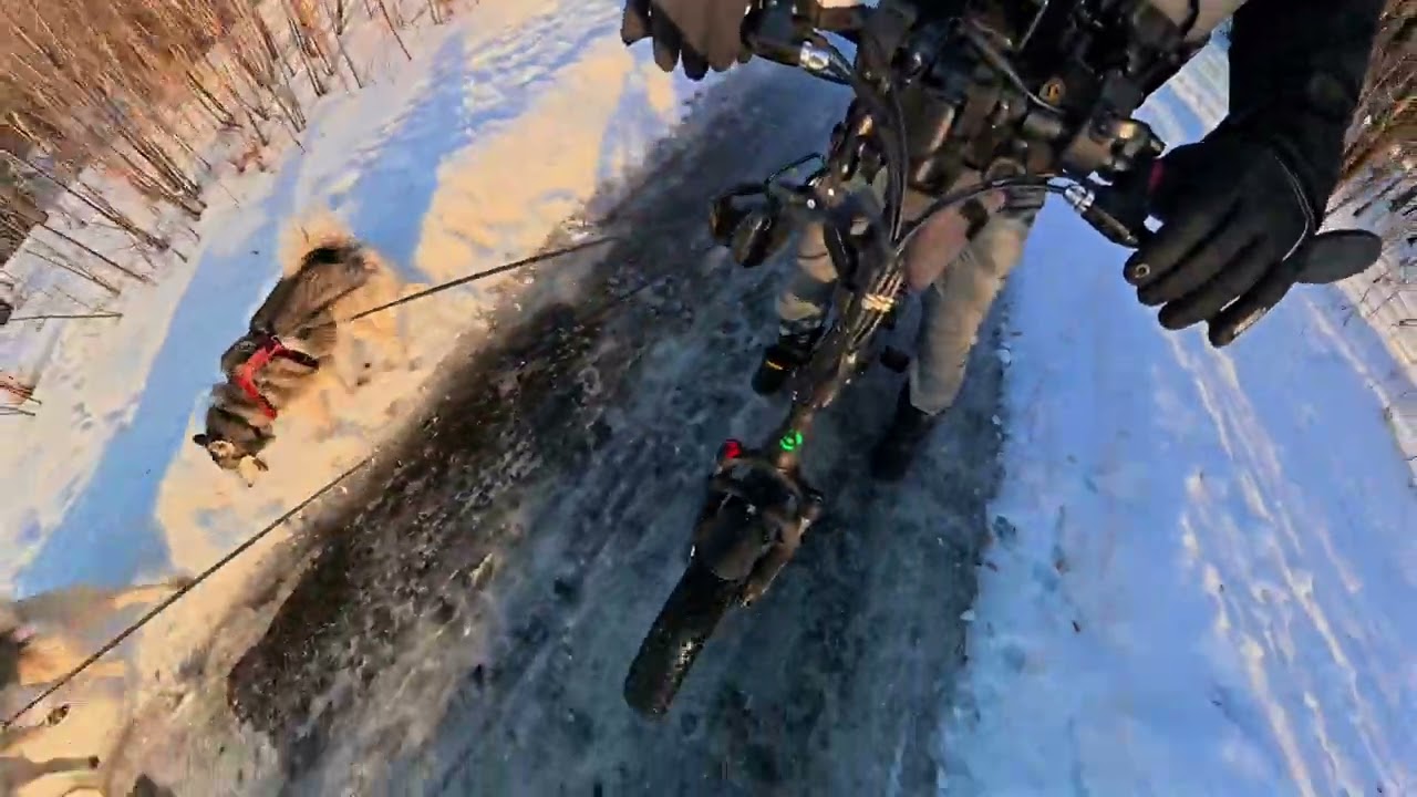 Заппа и его команда покоряют чёрный лёд 🧊 🐺🚴‍♂️🐾😱 