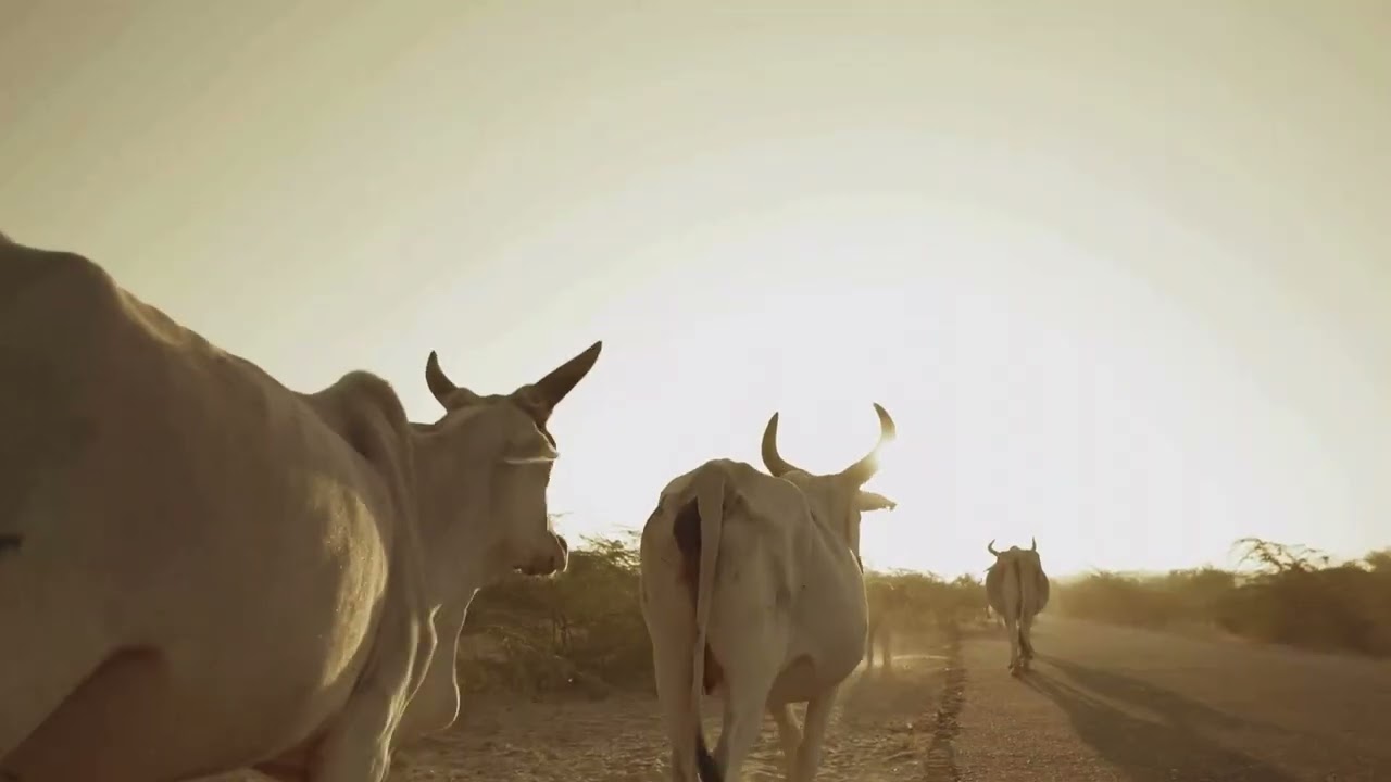 Echoes of History Pakistan Ancient Civilization Song