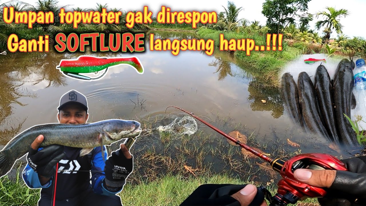 SOFTLURE ✅️ solusi casting saat hari panas & gabus gak mau makan || HARUAN HUNTER