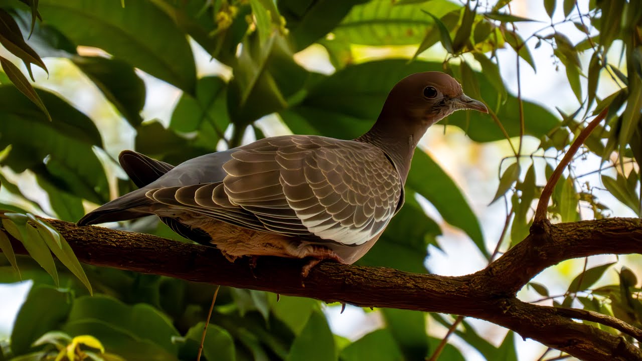 Pomba-asa-branca(Patagioenas picazuro) a sombra de uma árvore