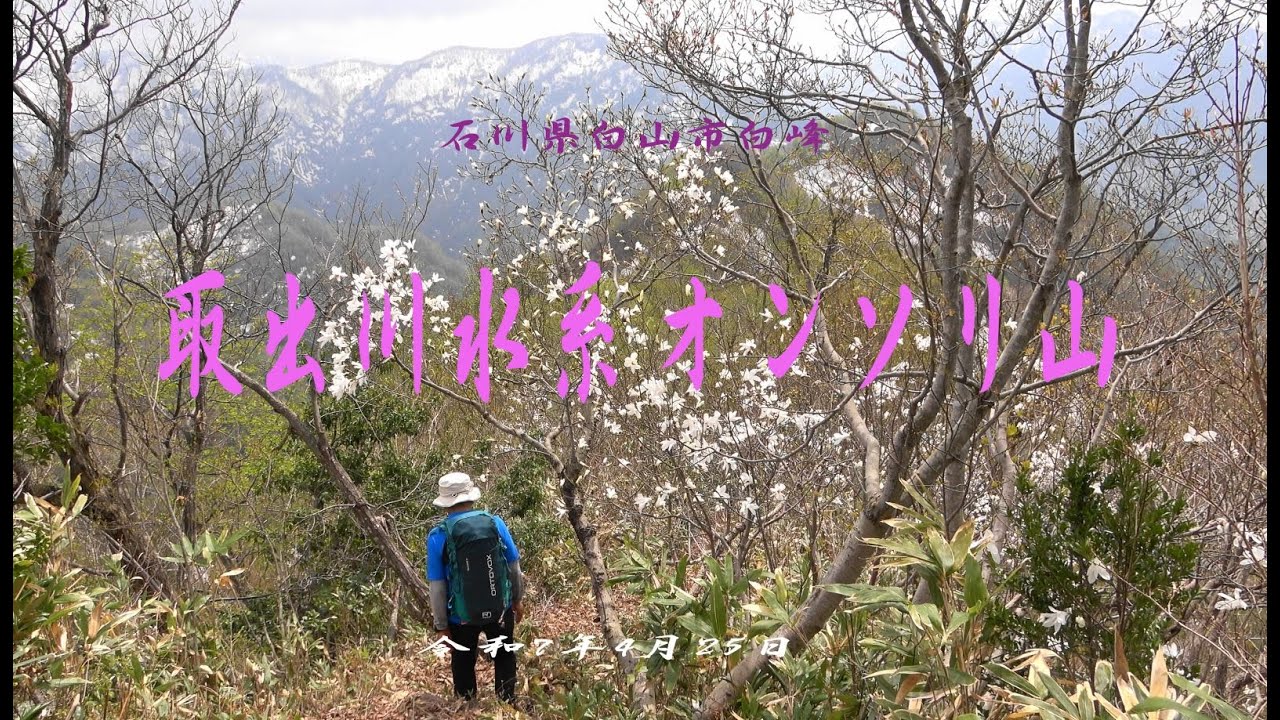 石楠花咲くオンソリ山　令和7年4月25日