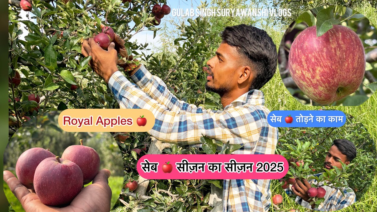 सेब 🍎 का सीज़न शुरू 2025॥सेब तोड़ने का काम शुरू ॥Daily life Vlog ॥Gulab Singh Suryawanshi Vlogs॥