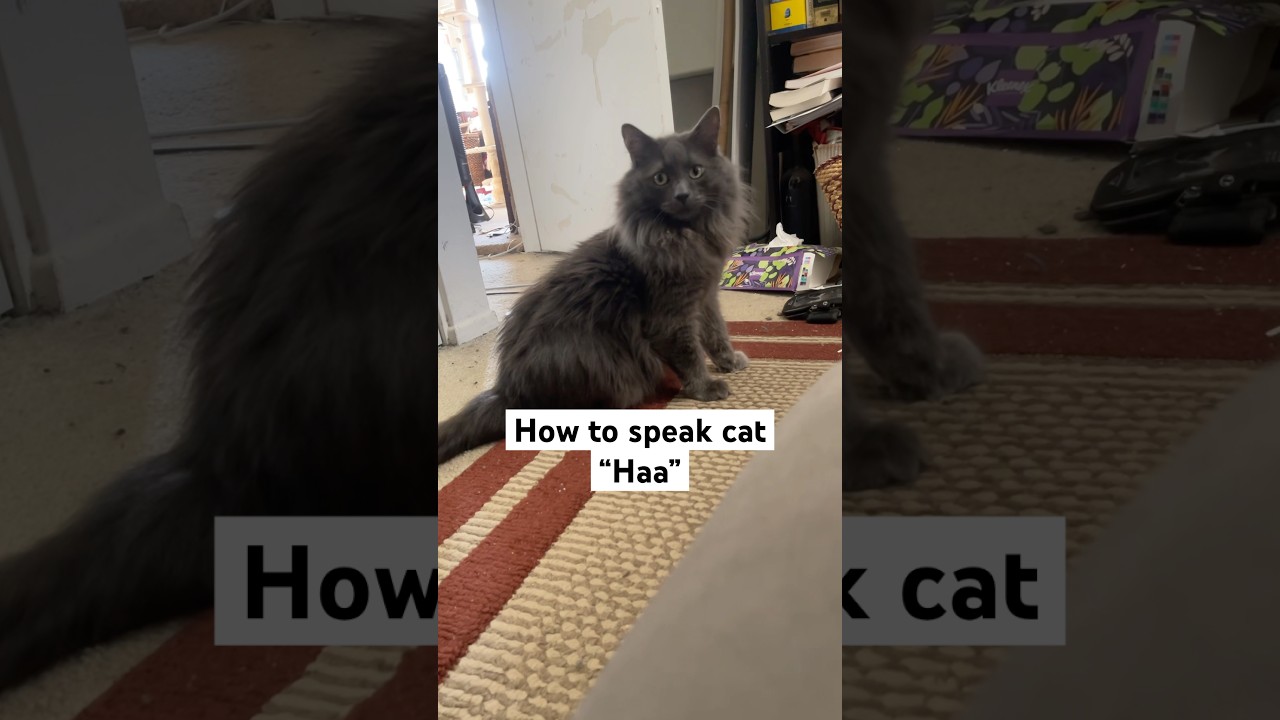 How to Speak Cat lesson 15 #cat
