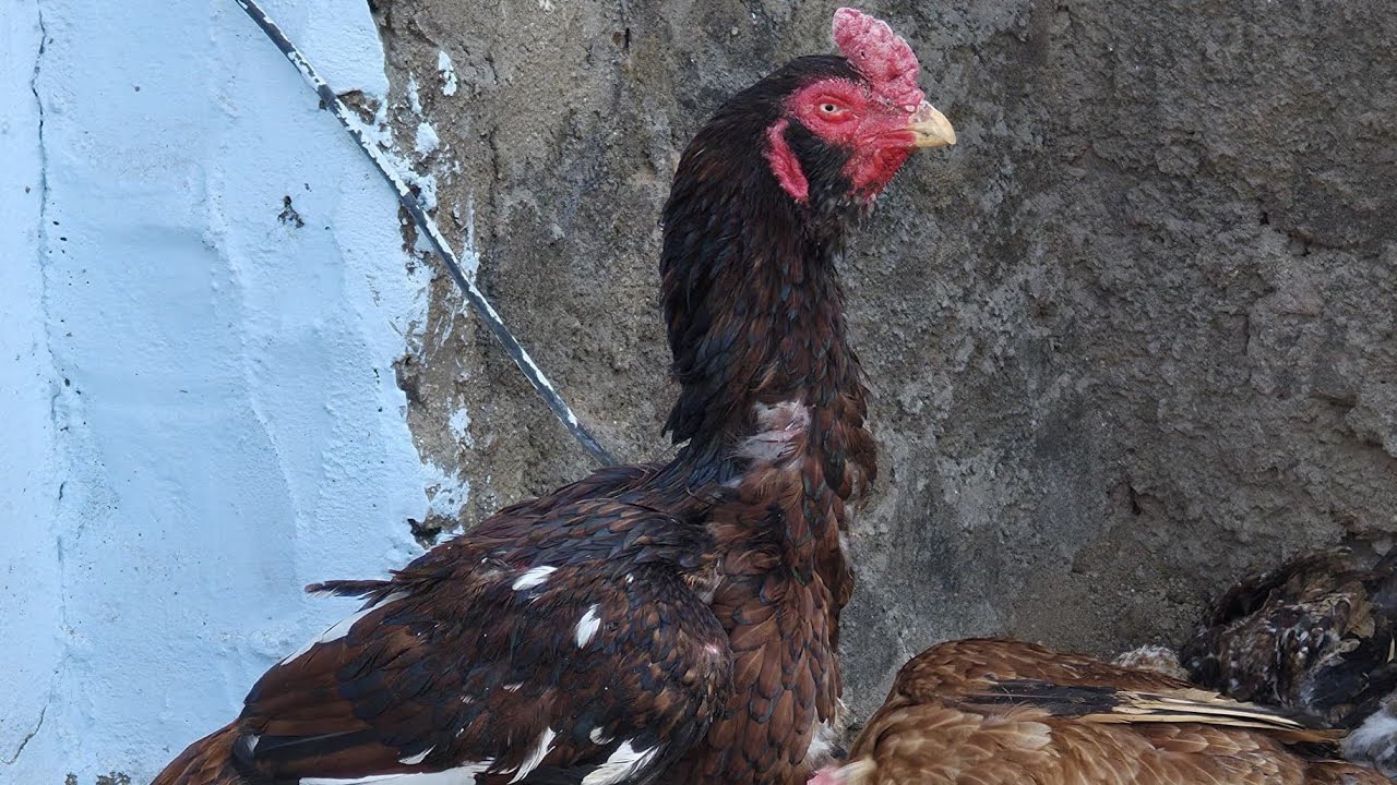 బొబ్బిలి టీకర పిల్లలు ఫోర్ సేల్|| bobbili teekara chicks for sale|| 9490123311