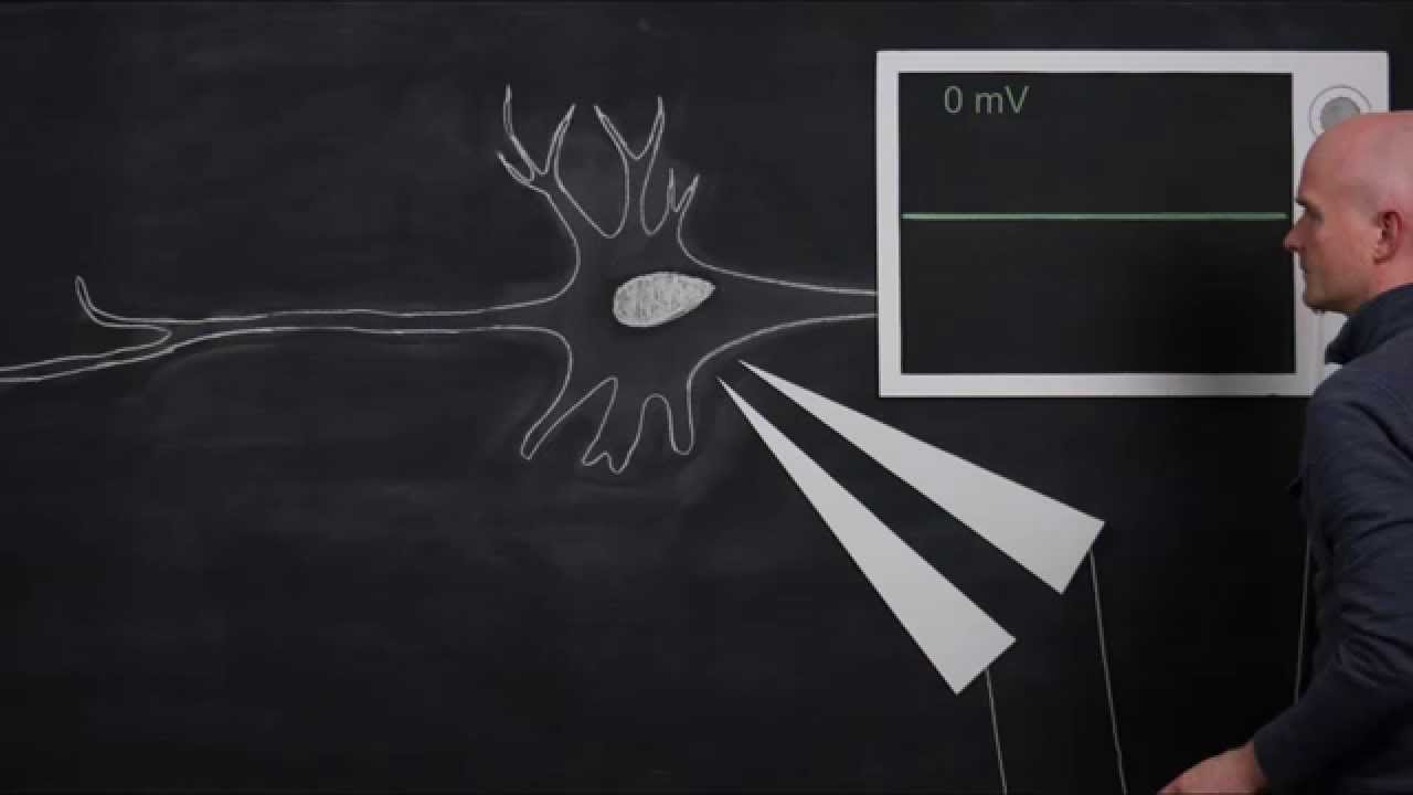 The Resting Membrane Potential