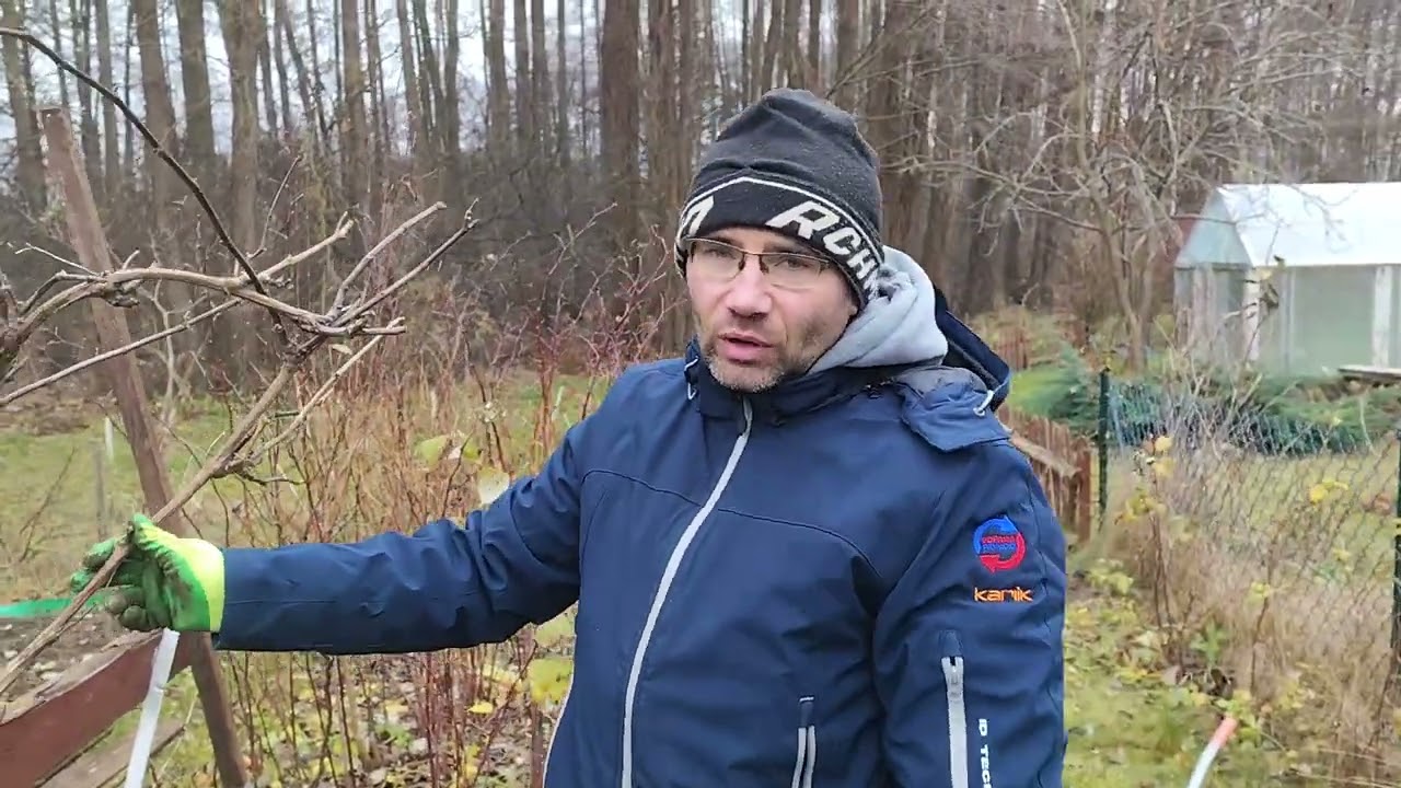 Przesadzamy 10 letnią winorośl...🍇🍇🍇