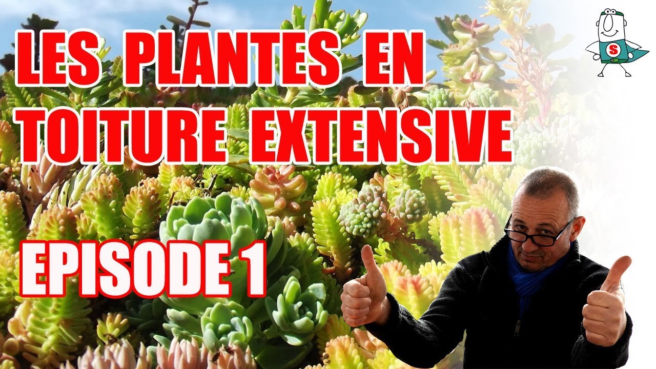 Les sedums pour toitures végétalisées