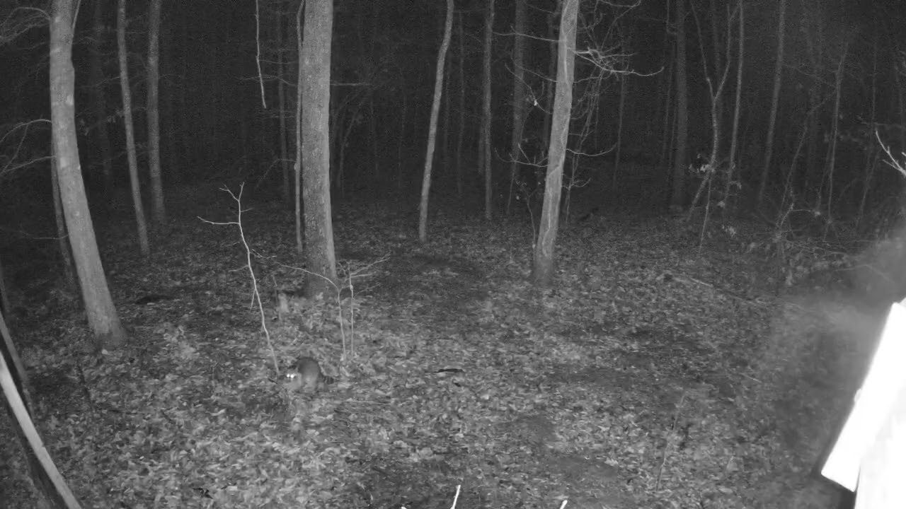 Mid-night Raccoon Adventures