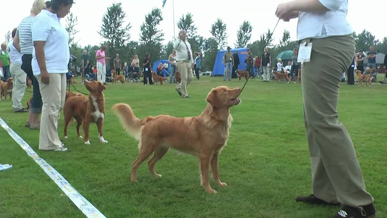 Tollarspecialen Tvååker 2007 Utställning