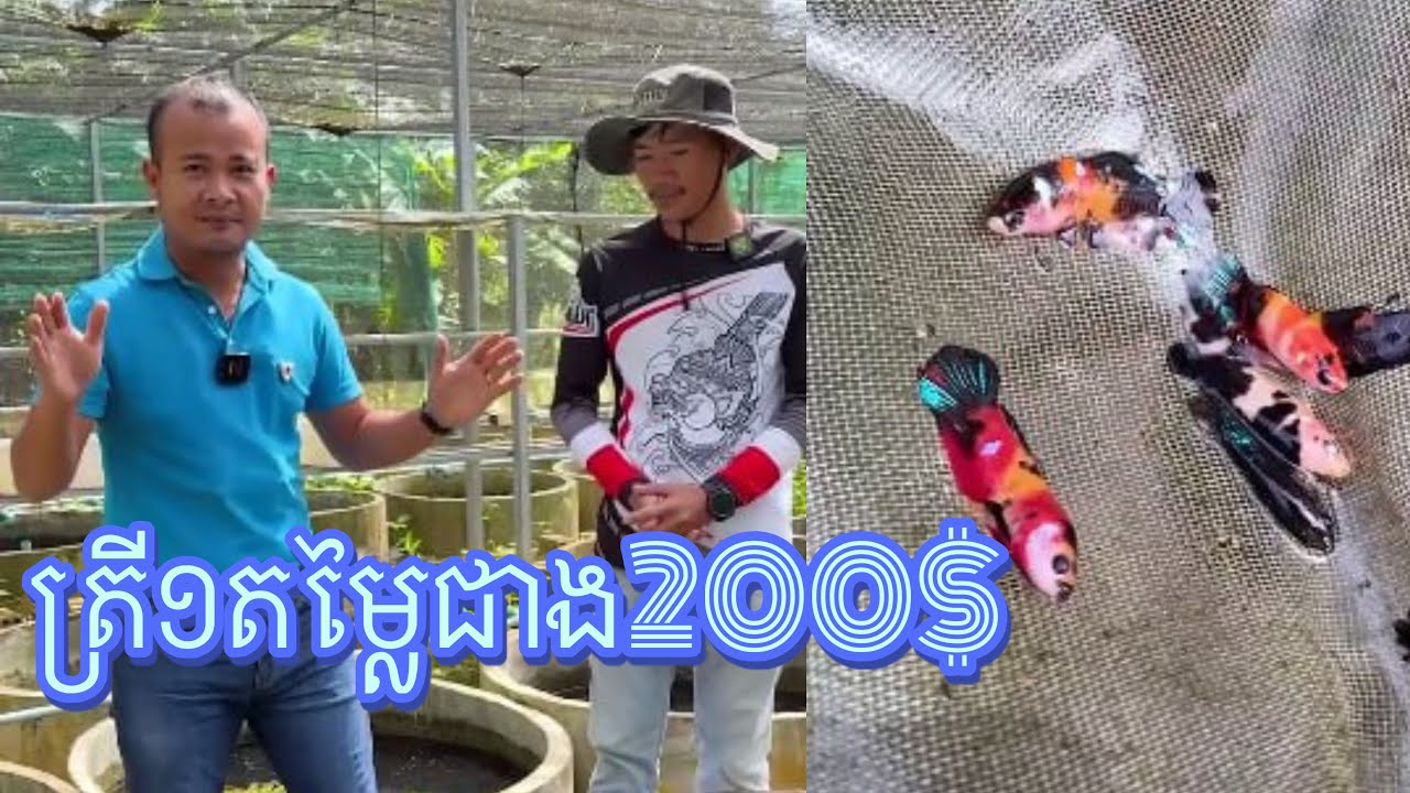 លក់បានថ្លៃម្ល៉េះ​ ត្រី១ជាង200$