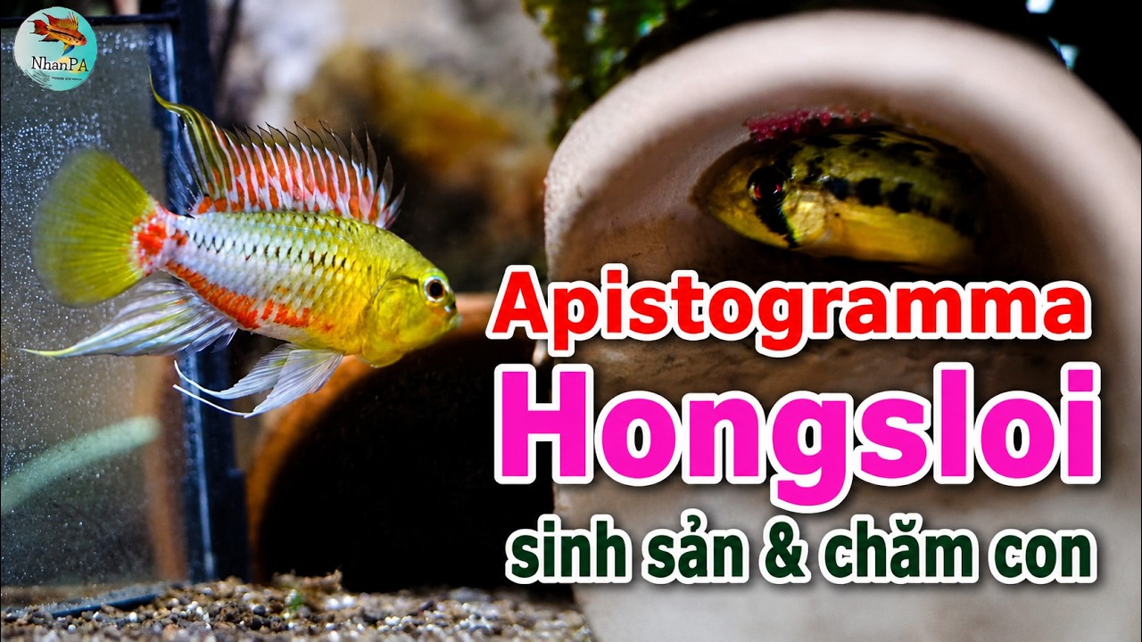 Apistogramma Hongsloi | Cá phượng hoàng hoang dã