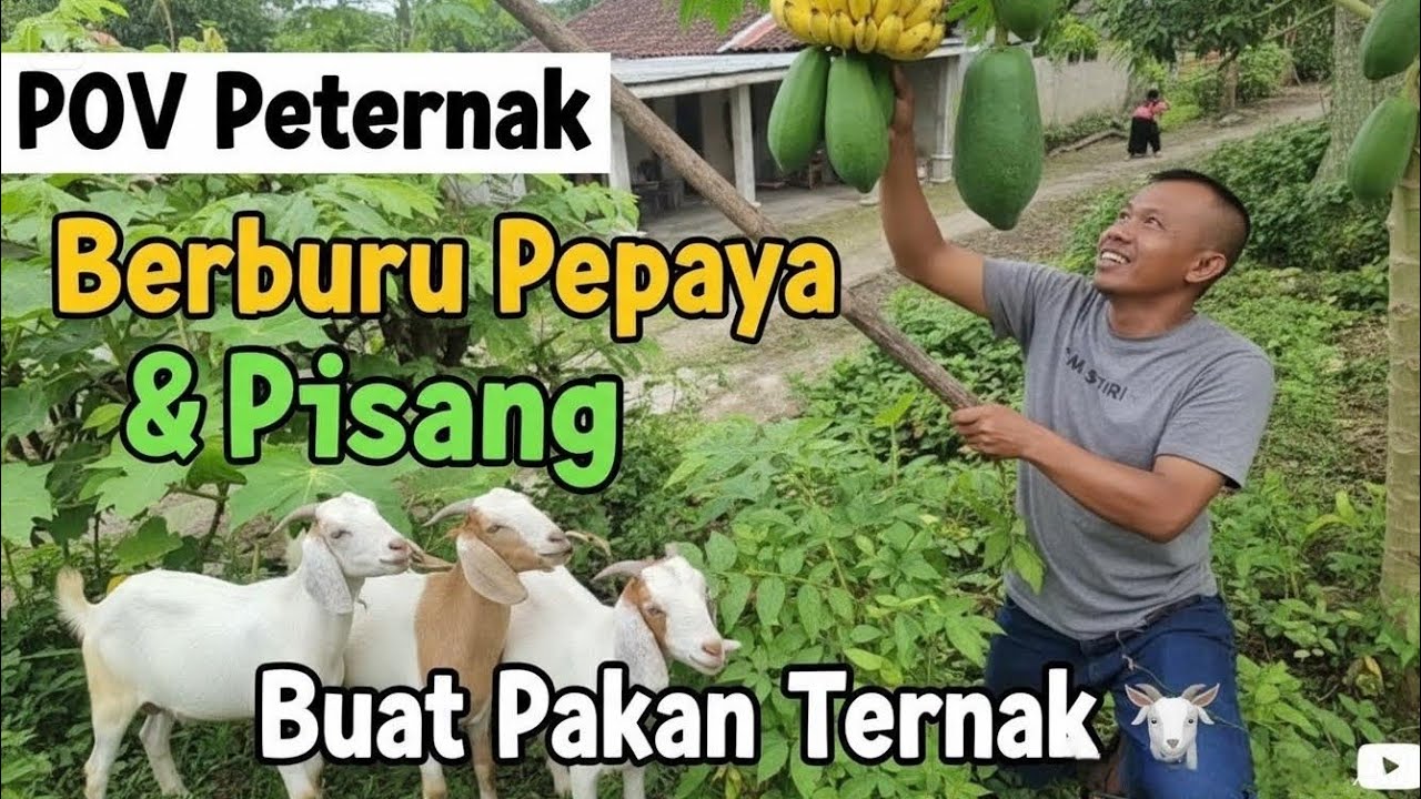 POV Peternak: Berburu Pepaya & Pisang Buat Pakan Ternak 🐐