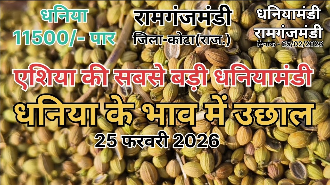 धनिया का भाव 11500 पार ।। एशिया की सबसे बड़ी धनियामंडी ।। धनियामंडी रामगंजमंडी ।। Coriander market 