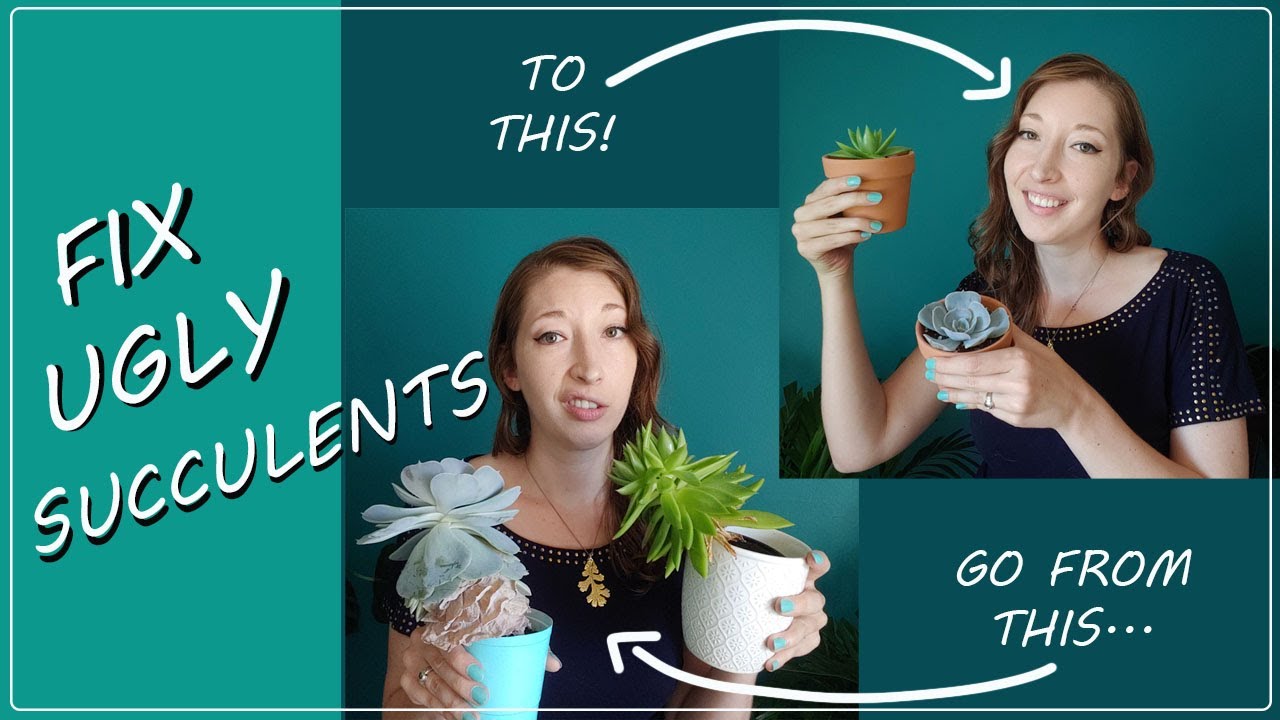 SAVE UGLY SUCCULENTS! How to Rescue Old Succulents That Don't Look Good Anymore.