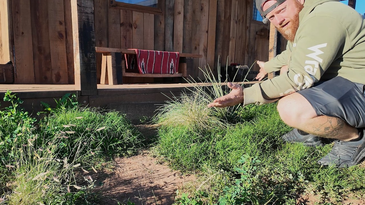I Grew All This in the Desert with ONLY Rainwater