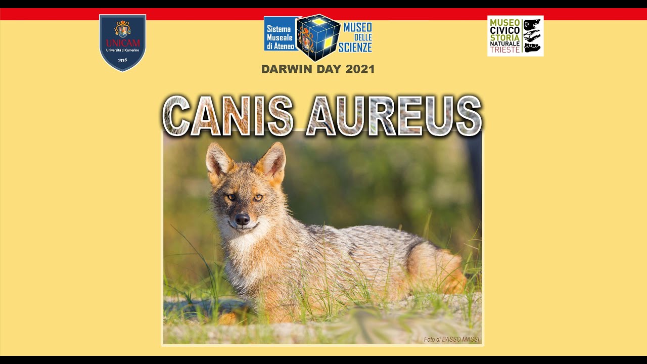 DARWIN DAY 2021 - CANIS AUREUS