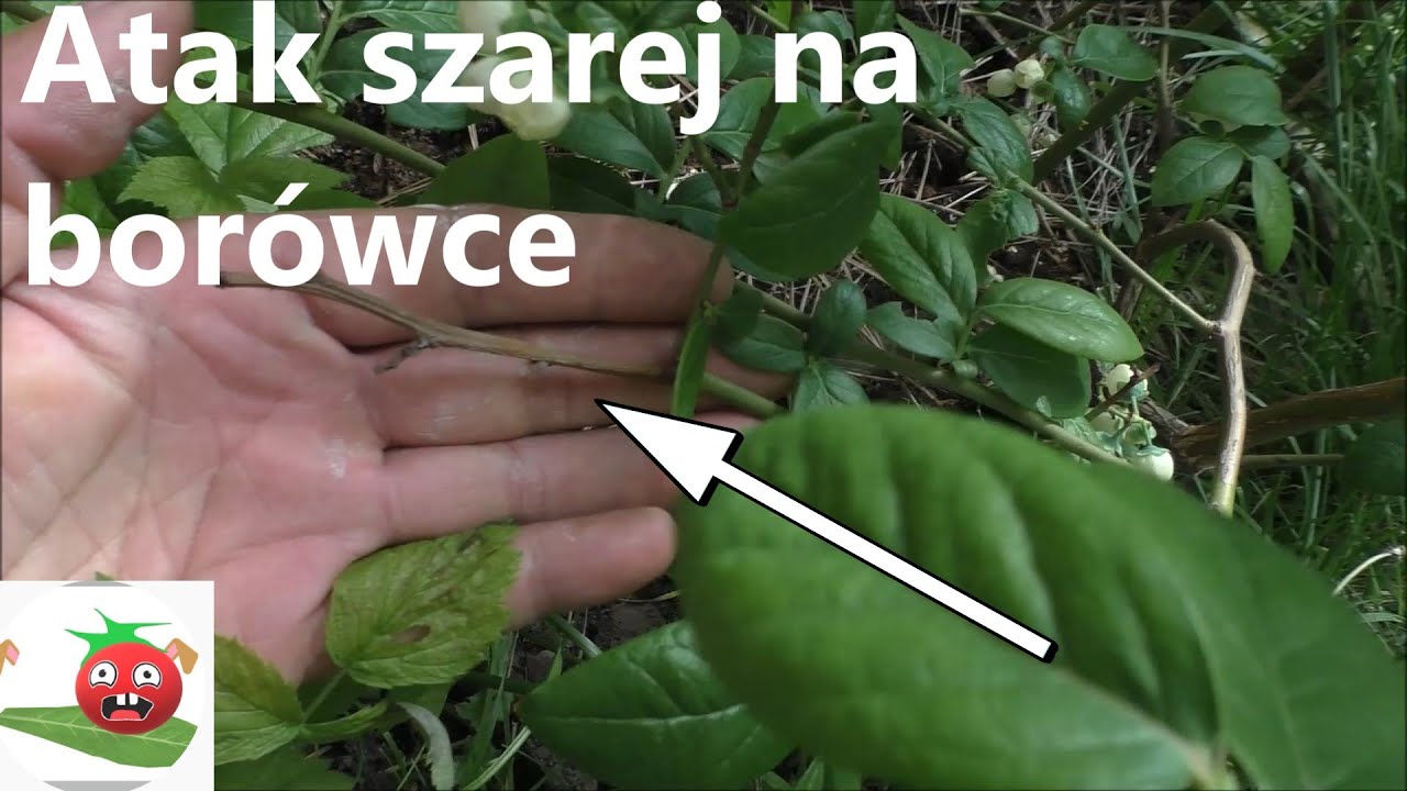 Jak rozpoznać atak Szarej Pleśni na borówce amerykańskiej
