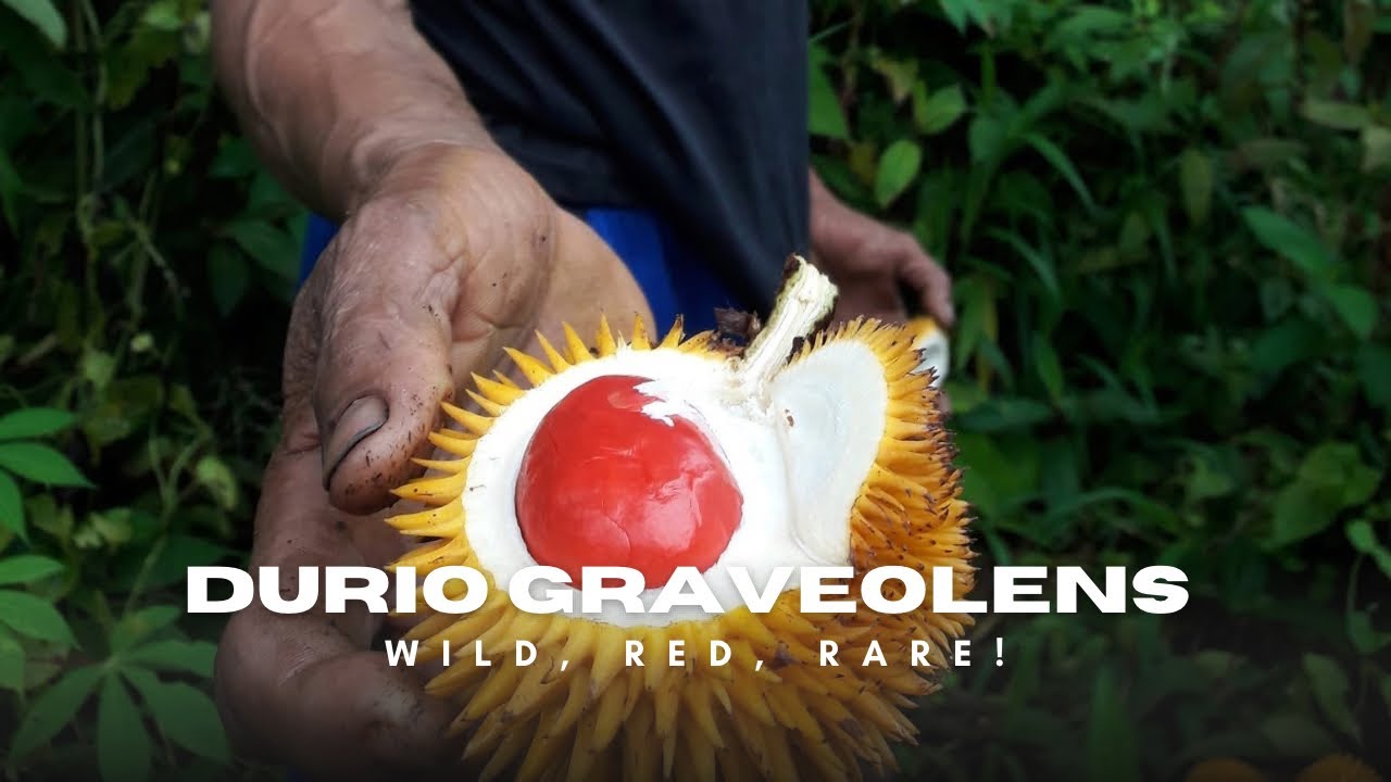 Durio graveolens | Rare Wild Durian of Asia