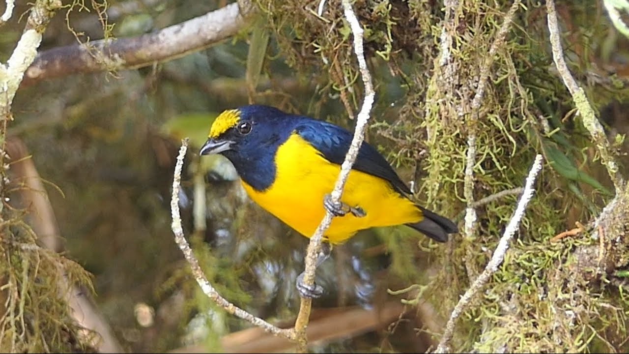 Spot-crowned Euphonia
