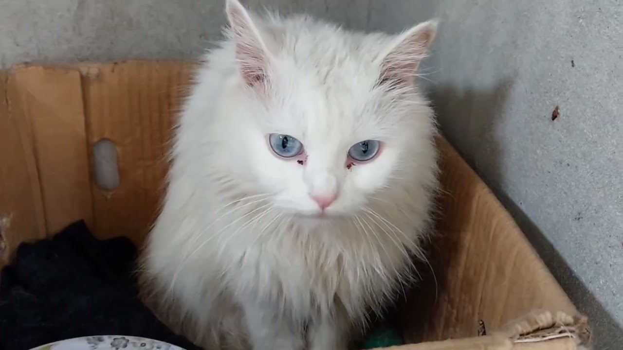 From Violent to Gentle 😿 The Most Aggressive Cat’s Emotional Transformation
