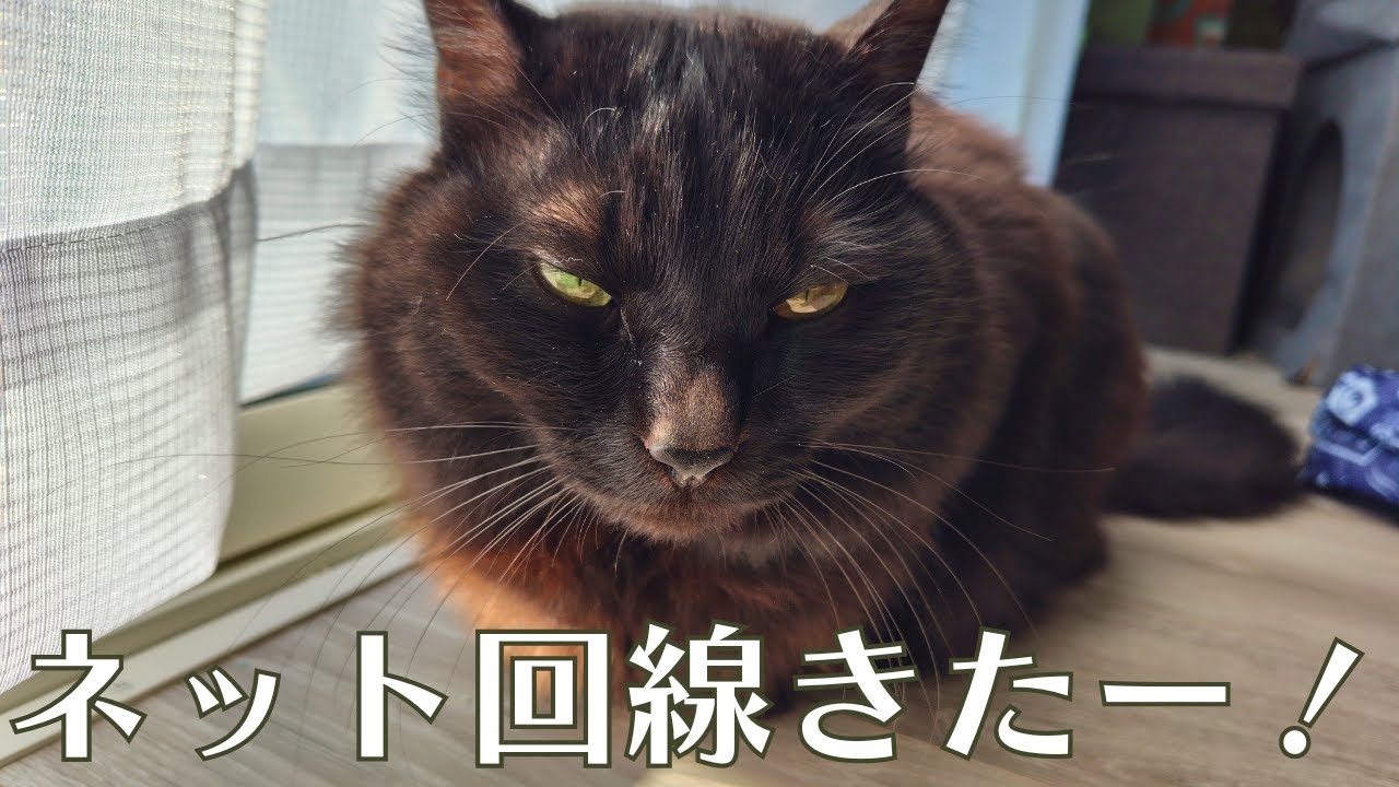 遂に待望のネット回線が復活したので黒猫の動画編集が楽になった件【日常Vlog with BlackCat】