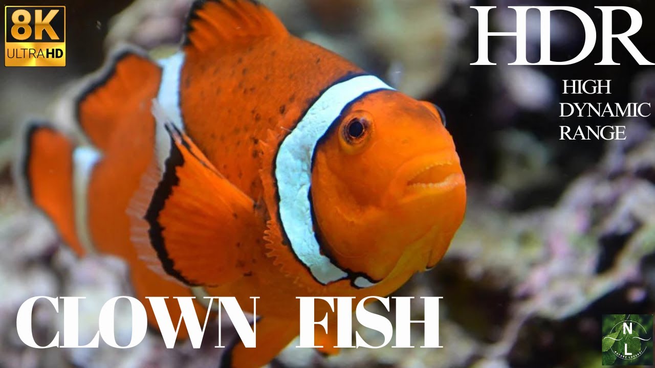 CLOWN FISH 8K ULTRA HD #clownfish #gopro #underwater #fish #nature #sea #water #viral #relax