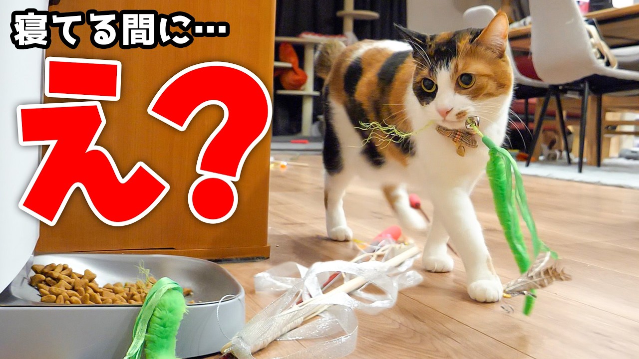 飼い主が寝ている間に、なぜかこうなっています。