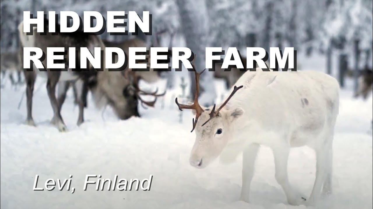 Reindeer Farm Levi Finland. Feeding the wild reindeer